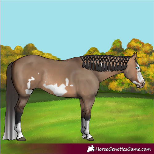 Horse Color:Bay Dun Splash Frame Rabicano 
