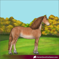 Horse Color:Chestnut  and Chestnut 