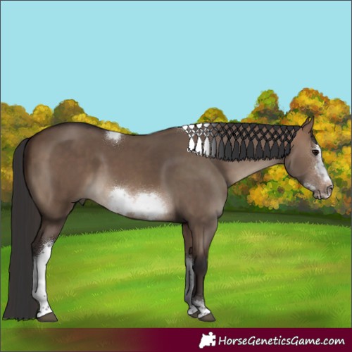 Horse Color:Brown Dun Tobiano Frame Rabicano 