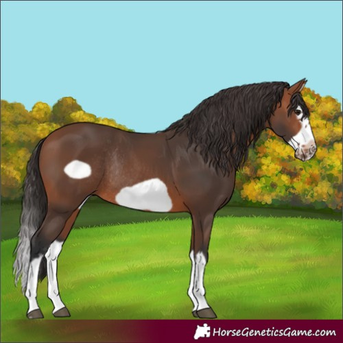 Horse Color:Bay Splash Frame Rabicano 