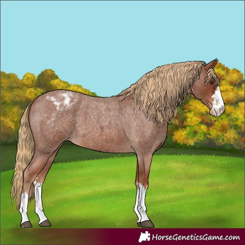 Horse Color:Red Roan Appaloosa 