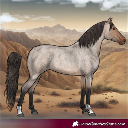 Horse Color:Bay Roan Dun 