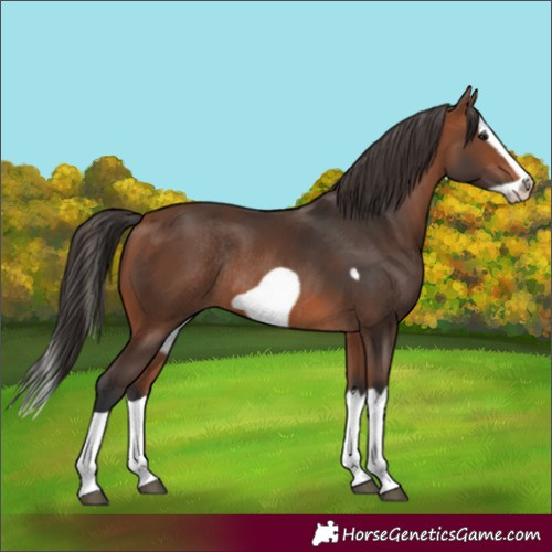 Horse Color:Bay Splash Frame Rabicano 