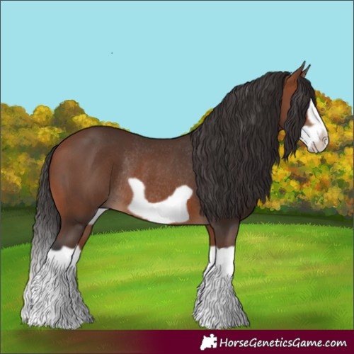 Horse Color:Bay Splash Frame Rabicano