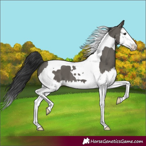 Horse Color:Grullo Splash Tobiano
