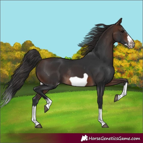 Horse Color:Brown Splash Frame Rabicano 