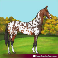 Horse Color:Bay Appaloosa