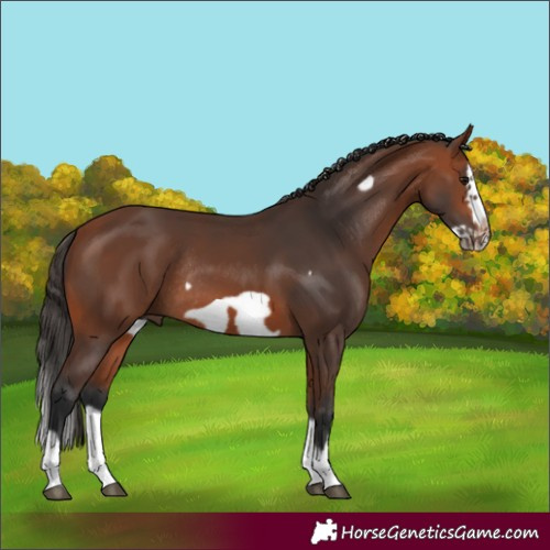 Horse Color:Bay Splash Frame Rabicano