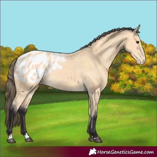 Horse Color:Buckskin Appaloosa 