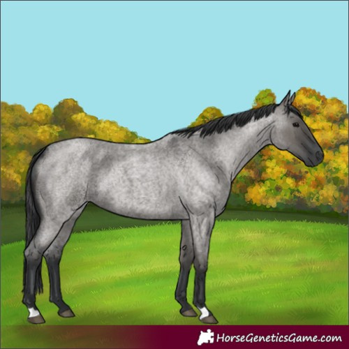 Horse Color:Grullo Roan 