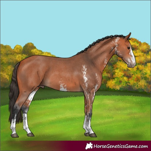 Horse Color:Bay Sabino 
