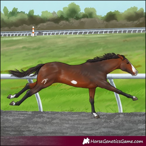 Horse Color:Bay Splash Frame Rabicano 