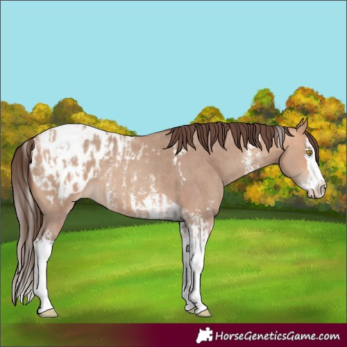 Horse Color:Amber Champagne Sabino Tobiano Appaloosa  and Amber Champagne Sabino Splash Tobiano Appaloosa 