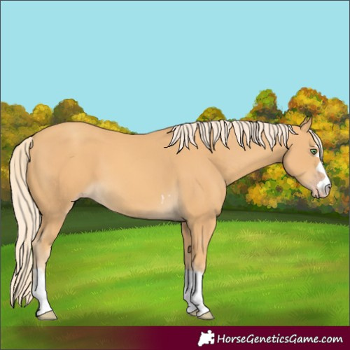Horse Color:Gold Cream Champagne 