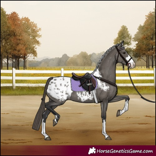 Horse Color:Grullo Appaloosa