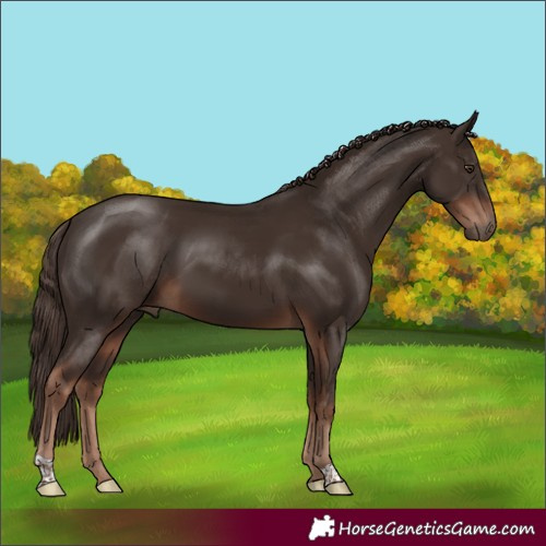 Horse Color:Liver Chestnut 