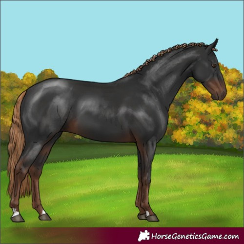 Horse Color:Liver Chestnut 