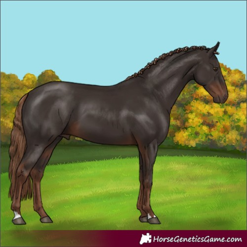 Horse Color:Liver Chestnut