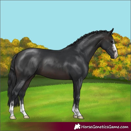 Horse Color:Brown 