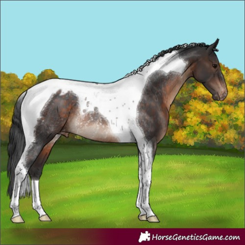 Horse Color:Brown Tobiano Appaloosa Rabicano 