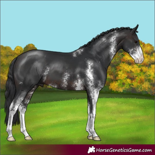 Horse Color:Brown Sabino 