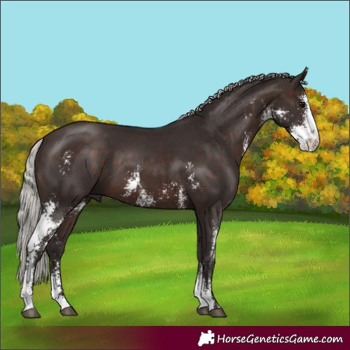 Horse Color:Silver Brown Sabino 