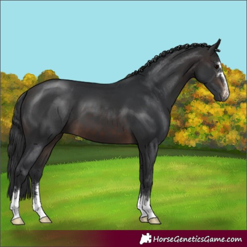 Horse Color:Brown 