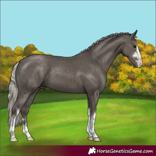 Horse Color:Silver Black