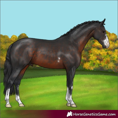 Horse Color:Brown 