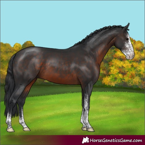 Horse Color:Brown Sabino 