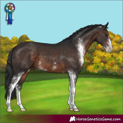 Horse Color:Brown Sabino 