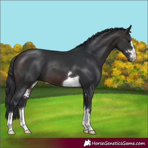Horse Color:Brown 
