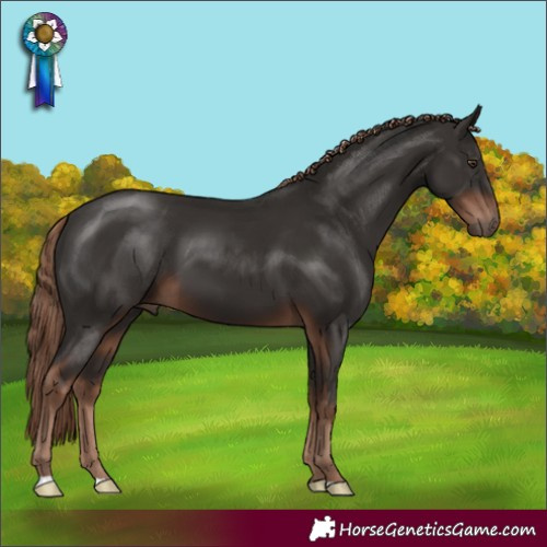 Horse Color:Liver Chestnut 