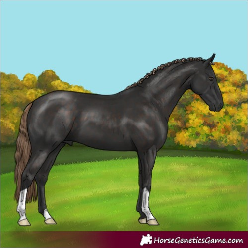 Horse Color:Liver Chestnut 