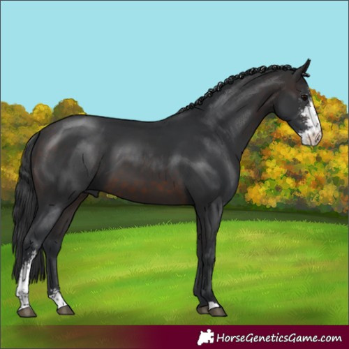 Horse Color:Brown Sabino