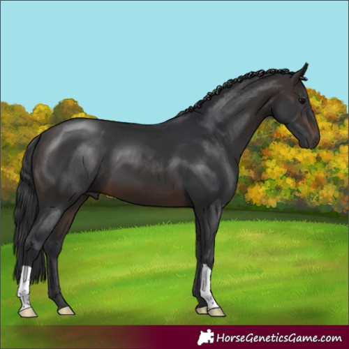 Horse Color:Brown 