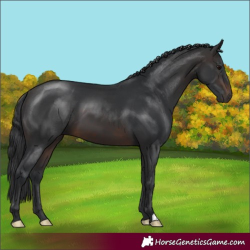 Horse Color:Brown 