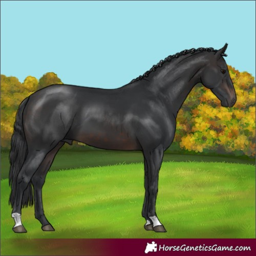 Horse Color:Brown 