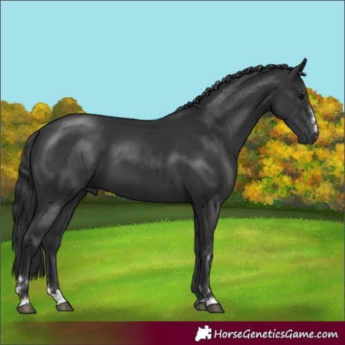 Horse Color:Black 