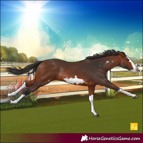 Horse Color:Bay Splash Frame Rabicano