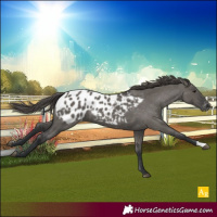 Horse Color:Grullo Blanket 