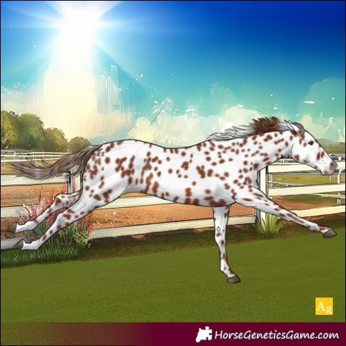 Horse Color:Chestnut Leopard