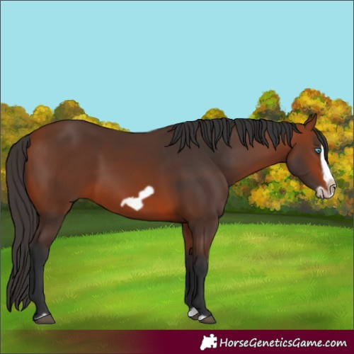 Horse Color:Bay Splash Frame Rabicano