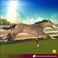 Horse Color:Buckskin 
