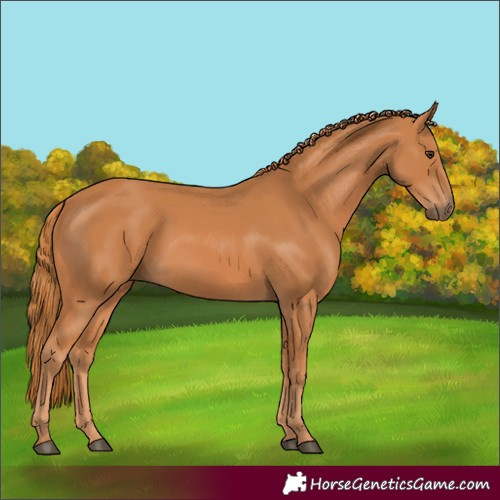 Horse Color:Chestnut 