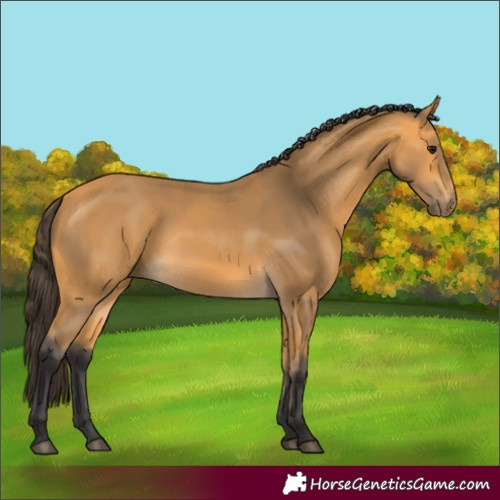 Horse Color:Buckskin