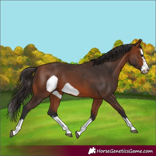 Horse Color:Bay Splash Frame Rabicano 