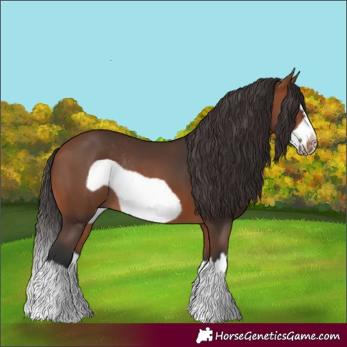 Horse Color:Bay Splash Frame Rabicano