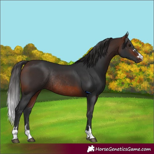 Horse Color:Brown Rabicano 