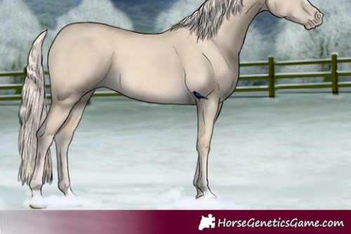 Horse Color:Cremello Dun